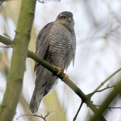 Sperwer - Sparrow Hawk - Accipiter nisus ( female)