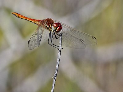 Dragonfly