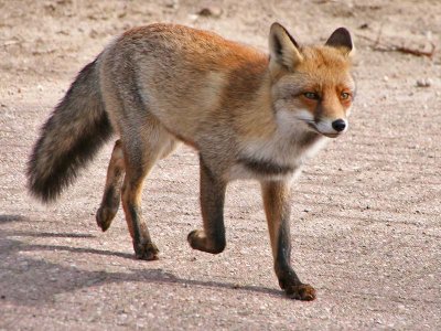 Vos - Red Fox - Vulpes vulpes