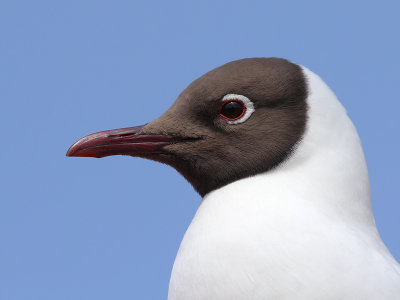 Kokmeeuw - Black-headed Gull - Larus ridibundus