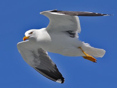 Herring Gull - Zilvermeeuw - Larus argentatus