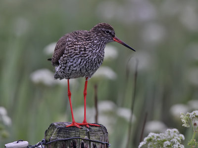 Tureluur - Common Redshank - Tringa totanus