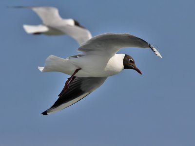 Kokmeeuw - Black-headed Gull