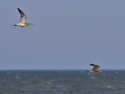 Wulp - Curlew