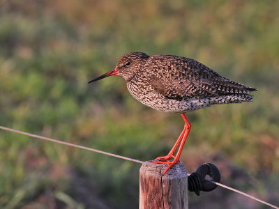 Tureluur - Common Redshank - Tringa totanus