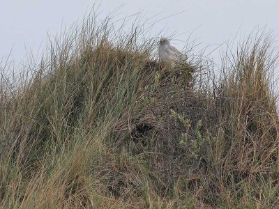 Hen Harrier - Blauwe Kiekendief  -  Circus cyaneus