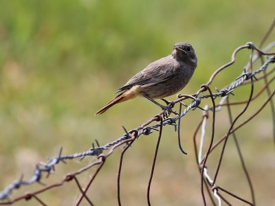 Zwarte Roodstaart - Black Redstart - Phoenicurus ochruros