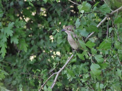 Grauwe Klauwier - Red-backed Shrike - Lanius collurio ( female )