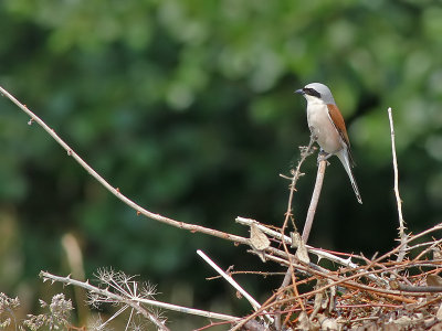 Grauwe Klauwier - Red-backed Shrike - Lanius collurio
