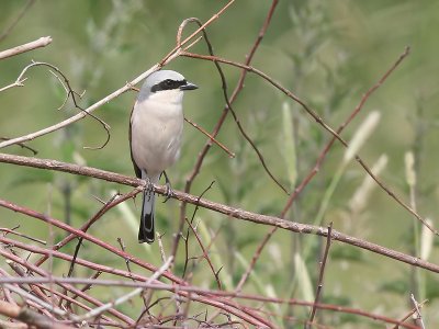 Grauwe Klauwier - Red-backed Shrike - Lanius collurio