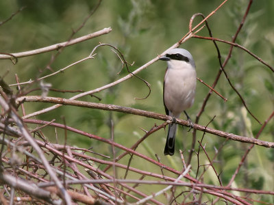 Grauwe Klauwier - Red-backed Shrike - Lanius collurio