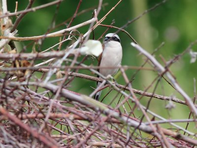Grauwe Klauwier - Red-backed Shrike - Lanius collurio