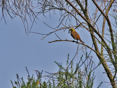 Geelgors - Yellow Hammer - Emberiza citrinella