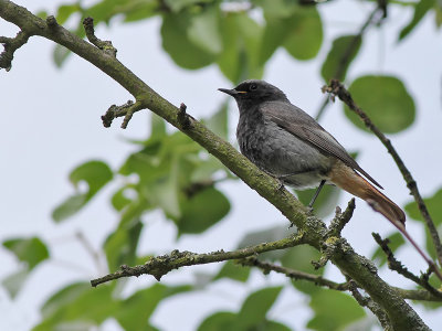Zwarte Roodstaart - Black Redstart - Phoenicurus ochruros