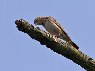 Boompieper - Tree Pipit - Anthus trivialis