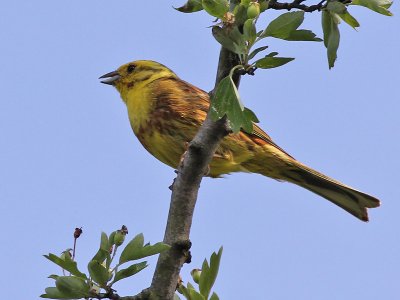 Geelgors - Yellow Hammer - Emberiza citrinella