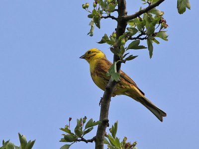 Geelgors - Yellow Hammer - Emberiza citrinella