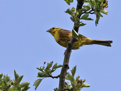 Geelgors - Yellow Hammer - Emberiza citrinella