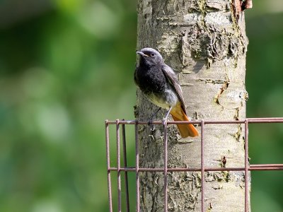 Zwarte Roodstaart - Black Redstart - Phoenicurus ochruros