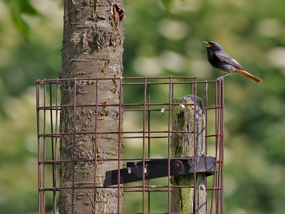 Zwarte Roodstaart - Black Redstart - Phoenicurus ochruros