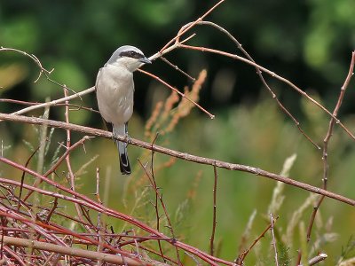 Grauwe Klauwier - Red-backed Shrike - Lanius collurio