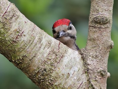 Great Spotted Woodpecker - Grote Bonte Specht - Dendrocopus major ( juv )