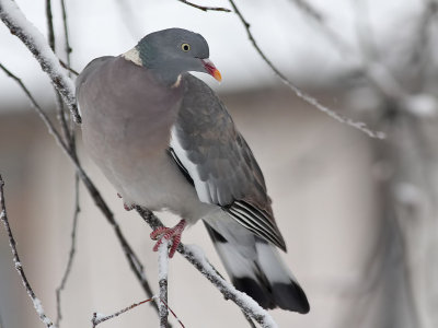 Houtduif - Wood Pigeon