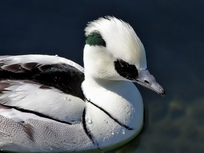 Smew - Nonnetje - Mergus albellus ( captive )