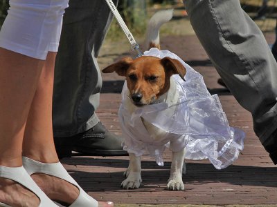 Bruidsmeisje / Bridesmaid