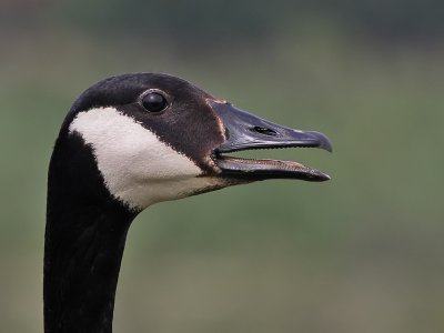 Canadese Gans - Canada goose - Branta canadensis