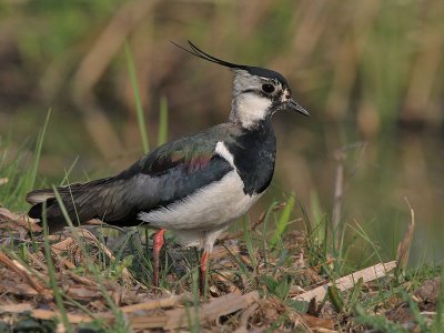 Kievit  - Lapwing - Vanellus vanellus