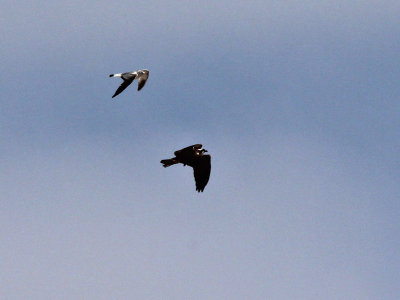 Visarend - Osprey - Pandion haliaetus (record shot )