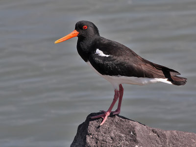 Scholekster - Oystercatcher - Haematopus ostralegus