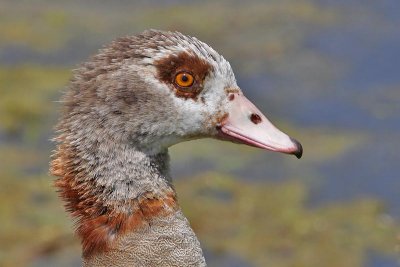 Nijlgans - Egyptian Goose - Alopochen aegyptiaca