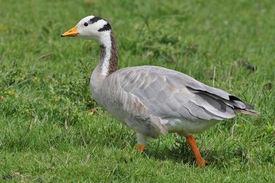 Indische Gans -  Barheaded Goose - Anser indicus