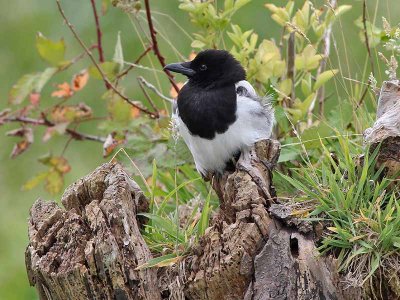 Ekster - Eurasian Magpie - Pica pica