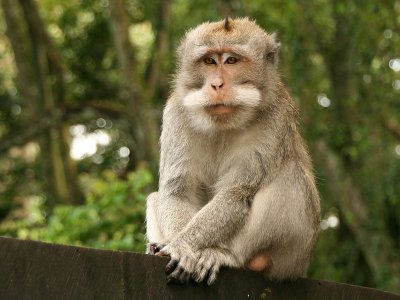 Alas Kedaton Monkey Forest  - Tabanan
