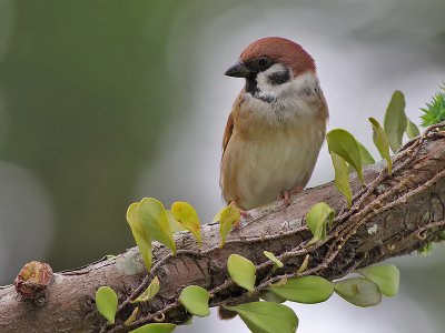 Eurasian Tree Sparrow - Passer montanus - Ringmus