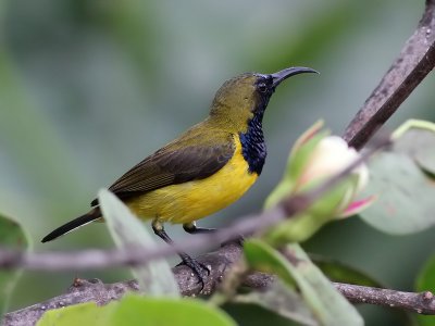 Olive backed Sunbird - Staalborst Honingzuiger - Cinnyris jugularis