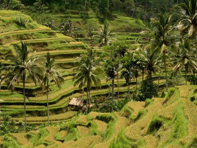 Java - Bali : Scenery