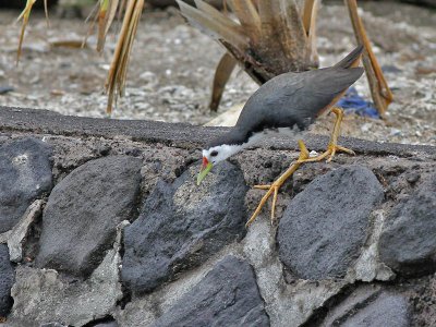 White breasted Waterhen - Amaurornis phoenicurus - Witborstwaterhoen