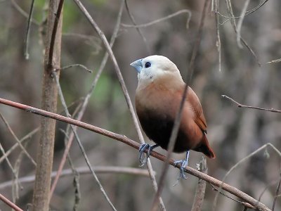 White headed Munia - Witkopnon - Lonchura maja 