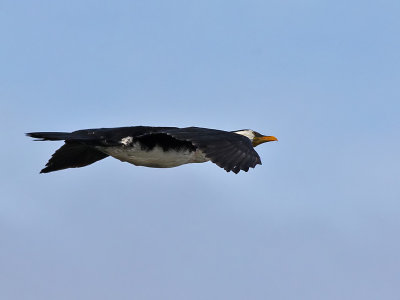 Little Pied Cormorant -  Phalacrocorax melanoleucus - Kleinen Bonte Aalscholver