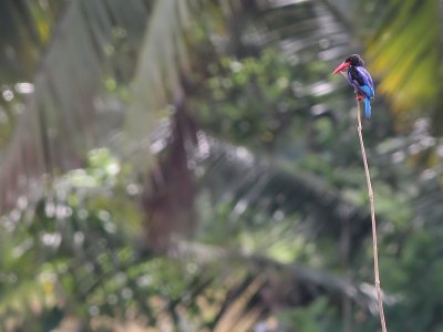Javan Kingfisher - Javaanse IJsvogel - Halcyon cyanoventris
