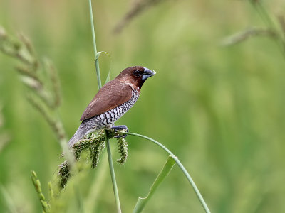 Scaly - breasted Munia - Muskaatvink -  Lonchura punctulata 