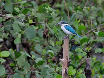 Collared Kingfisher - Witkraagijsvogel - Todiramphus chloris 