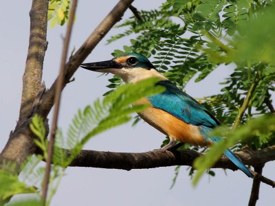 Sacred Kingfisher - Heilige IJsvogel - Todiramphus sanctus 