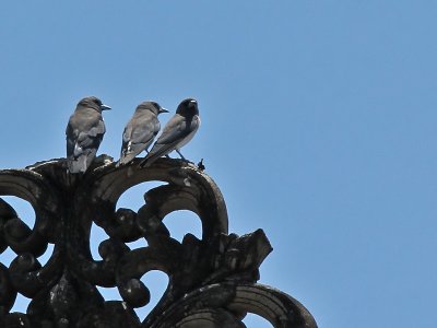 White - breasted Woodswallow - Witborst Spitsvogel - Artamus leucorynchus