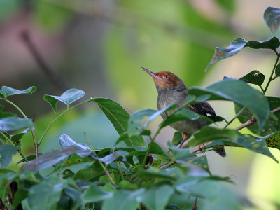 Olive backed Tailorbird - Roodwang Snijdervogel - Orthotomus sepium