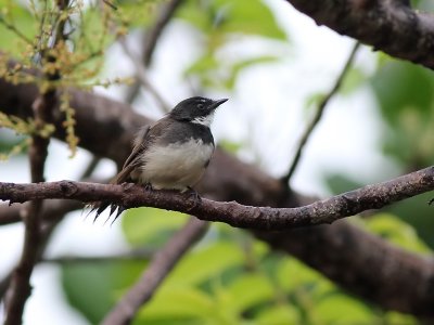 Malaysian Pied Fantail - Maleise Bonte Waaierstaart - Rhipidura javanica 